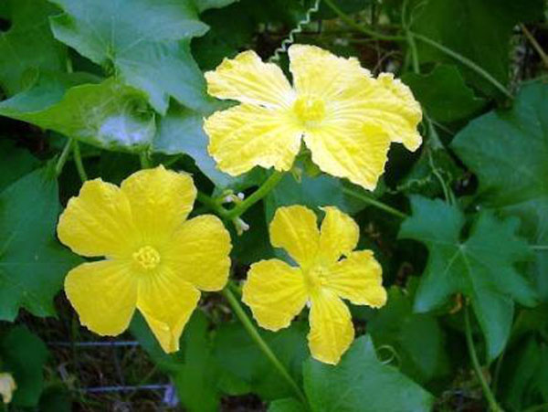 Bí xanh ngon, bổ nhưng một số người cần hạn chế ăn-3