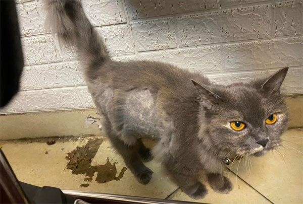 Mẹ chăm mãi tóc con mới dài, bé gái cua 1 lần mất luôn cả bộ tóc, nhìn đến nhân vật bị vạ lây mới hết hồn-2