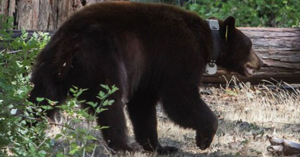 Nghe như có tiếng ngáy dưới hầm, gia chủ xuống kiểm tra thì tá hỏa với cảnh trước mắt-2