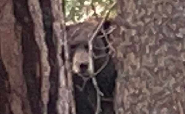 Nghe như có tiếng ngáy dưới hầm, gia chủ xuống kiểm tra thì tá hỏa với cảnh trước mắt-3