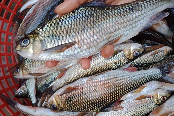 Loại cá rẻ tiền xưa có đầy ngoài đồng, giờ cực hiếm bắt về bán 250.000 đồng/kg-12
