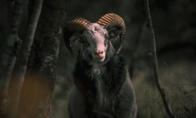 Hung vận lấn át cát vận, khó khăn chồng chất khó khăn, 3 con giáp xui xẻo đủ đường cuối tuần này (30/4-1/5)-2