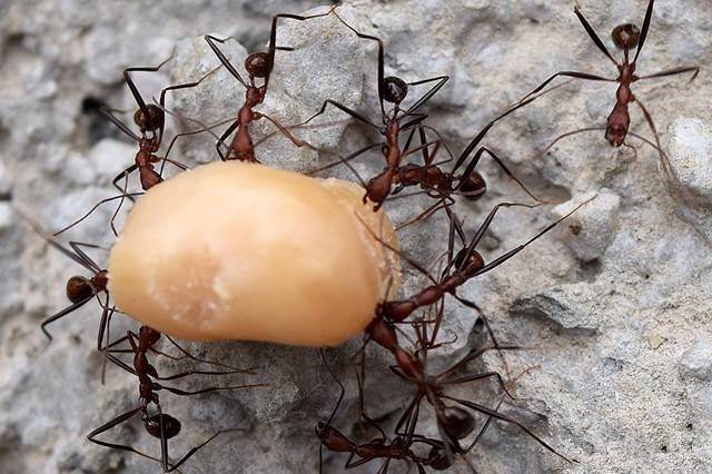 Chỉ cần vài sợi dây chun có thể đuổi cả bầy kiến, nhà nào bị nên thử ngay-1