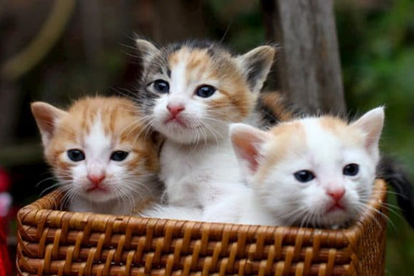 Cát tinh soi chiếu, quý nhân chỉ đường dẫn lối, 3 năm tới chính là thời điểm hoàng kim của những con giáp may mắn này-4