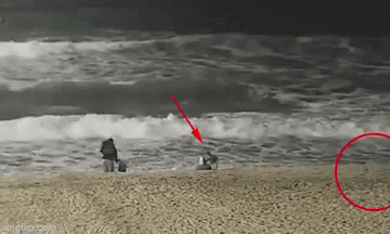 Khoảnh khắc ớn lạnh: Bé gái bị sói đói tấn công, tự vật lộn cứu mình khi chơi trên bờ biển, mẹ đứng ngay cạnh không hay biết gì-1