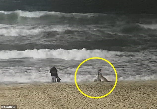 Khoảnh khắc ớn lạnh: Bé gái bị sói đói tấn công, tự vật lộn cứu mình khi chơi trên bờ biển, mẹ đứng ngay cạnh không hay biết gì-2