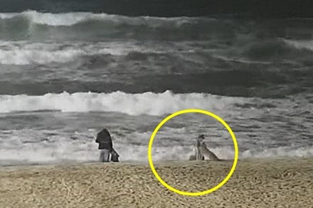 Khoảnh khắc ớn lạnh: Bé gái bị sói đói tấn công, tự vật lộn cứu mình khi chơi trên bờ biển, mẹ đứng ngay cạnh không hay biết gì