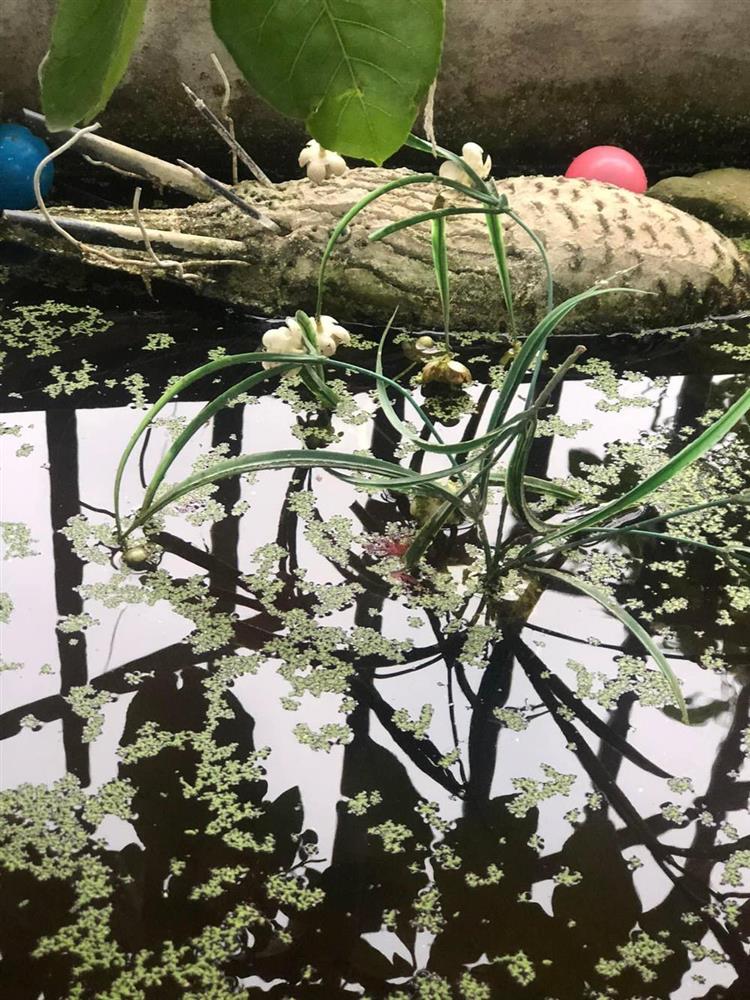 Bố chồng mê đắp tượng, nàng dâu khoe thành phẩm khiến cả nhà phải xem, hàng xóm phải xem-7