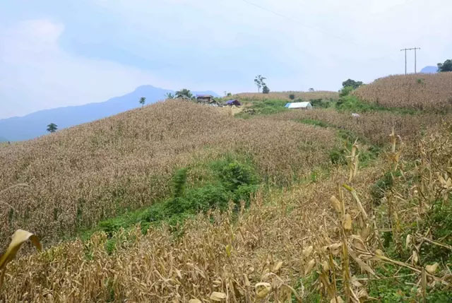 Thi thể người phụ nữ cháy đen và hành trình vạch mặt kẻ cuồng dâm-1