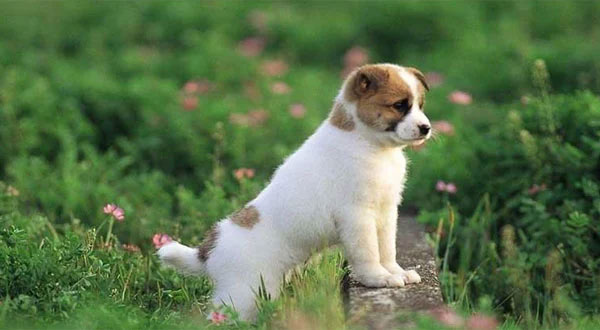 4 tuổi được Thần Tài ban lộc, phúc khí dồi dào, giàu có 6 tháng cuối năm 2022-2