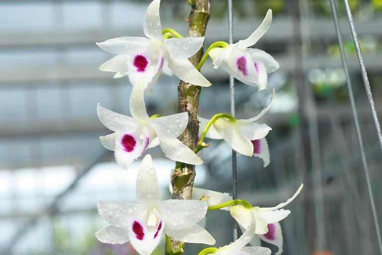 Sau cơn sốt lan đột biến, người mất tiền tỷ, kẻ... mất hút-3