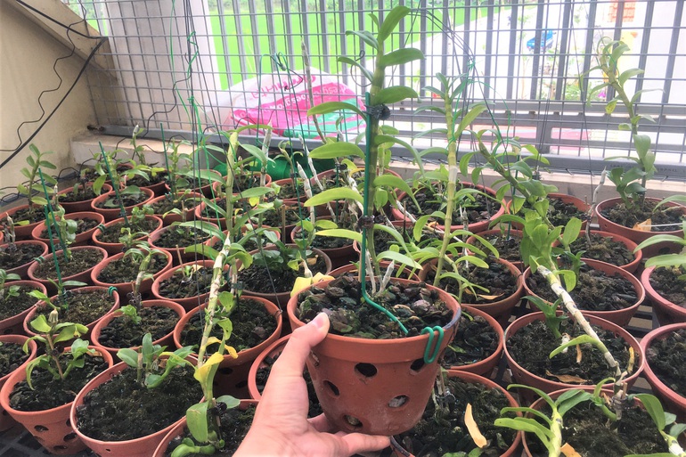 Sau cơn sốt lan đột biến, người mất tiền tỷ, kẻ... mất hút-6