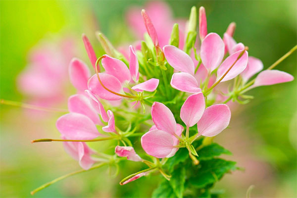 Ai sinh tháng âm lịch này hãy chuẩn bị tinh thần đổi đời, tháng 5 nợ nần được giải quyết, tháng 6 cơ hội phát tài trong tầm tay-4