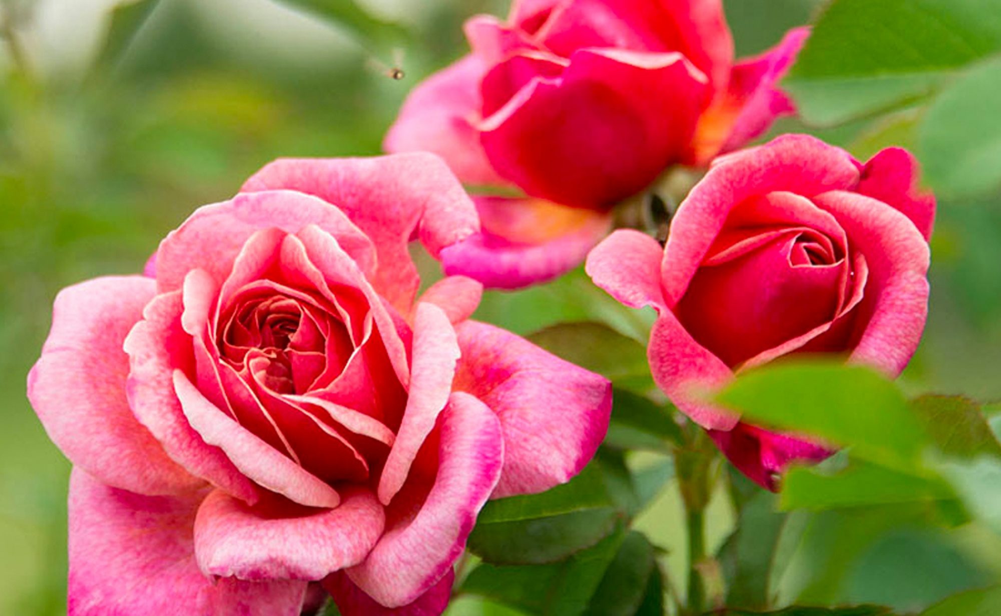 2 tuần tới, 3 con giáp có tài lộc sung túc, phất lên không ngừng-3