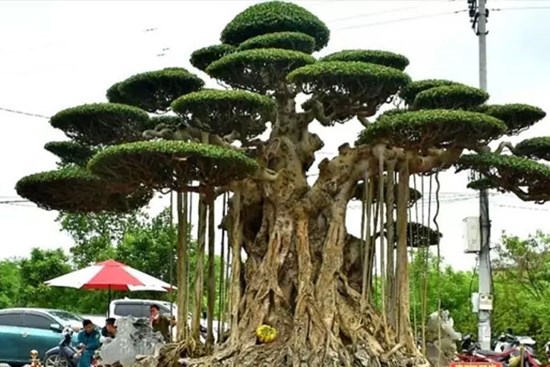 Cây sanh 'Đại thế vân tùng' với chậu dát vàng, giá 20 tỷ của nghệ nhân Nam Định