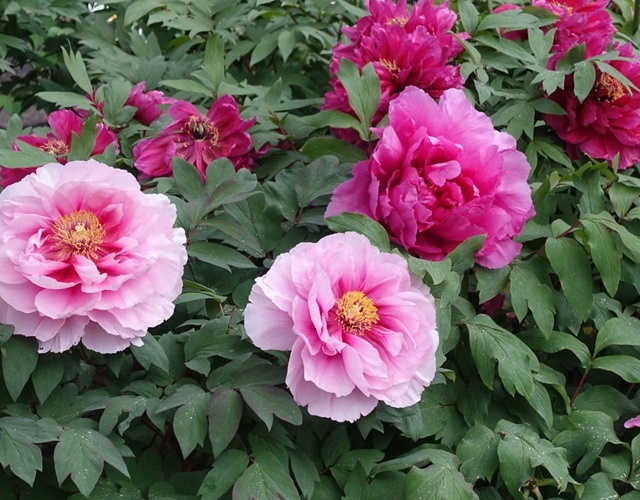 Người xưa nói: 5 loài hoa gặp dữ hóa lành, nở ở nhà nào là nhà đó hưởng no tài lộc-1