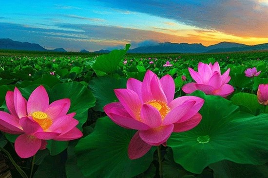 Người xưa nói: 5 loài hoa 