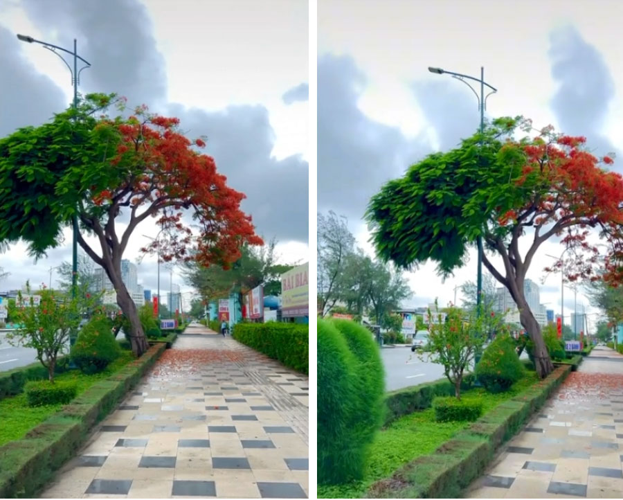 Vũng Tàu xôn xao bởi cây phượng lạ, hoa một bên lá một bên đúng kiểu mệnh ai người nấy rực rỡ-1