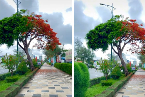 Cây phượng lạ nở hồng rực phố, du khách nức nở khen đẹp nhất Đà Lạt lúc này-7