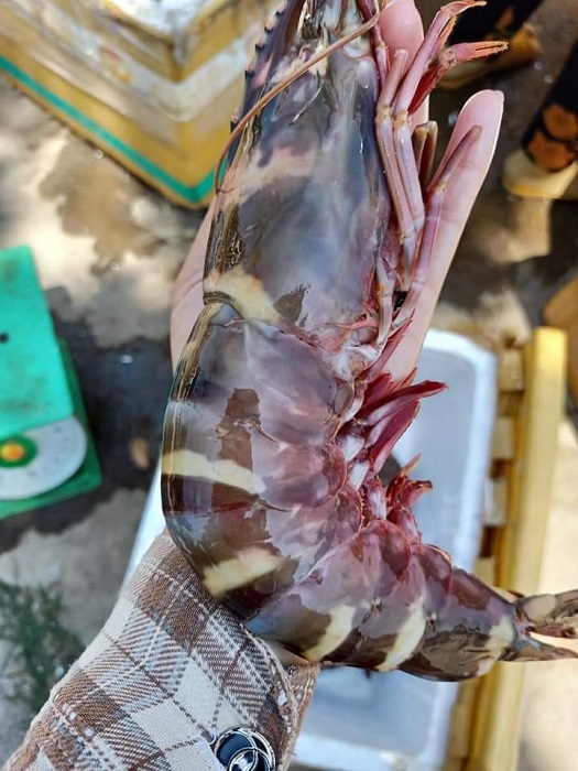 Tôm sú cụ siêu to khổng lồ” có giá đắt hơn tôm hùm được lùng mua-1