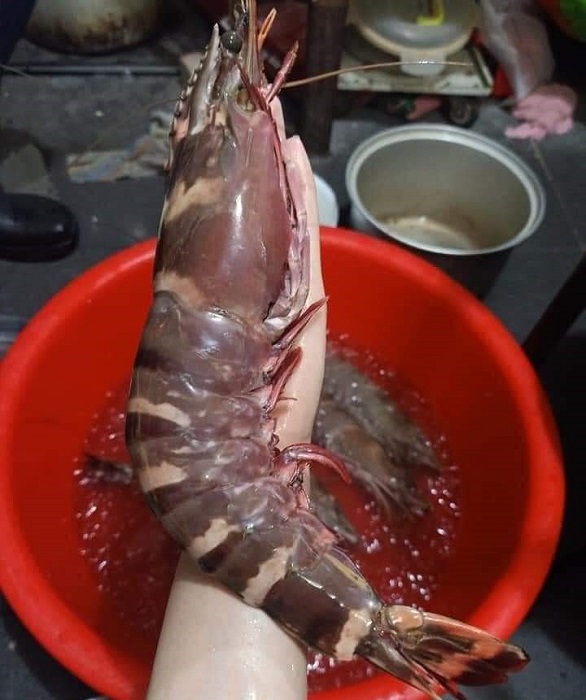 Tôm sú cụ siêu to khổng lồ” có giá đắt hơn tôm hùm được lùng mua-2