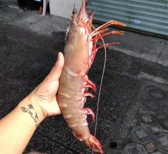 Tôm sú cụ siêu to khổng lồ” có giá đắt hơn tôm hùm được lùng mua-3