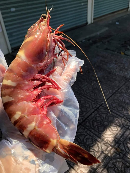 Tôm sú cụ siêu to khổng lồ” có giá đắt hơn tôm hùm được lùng mua-4