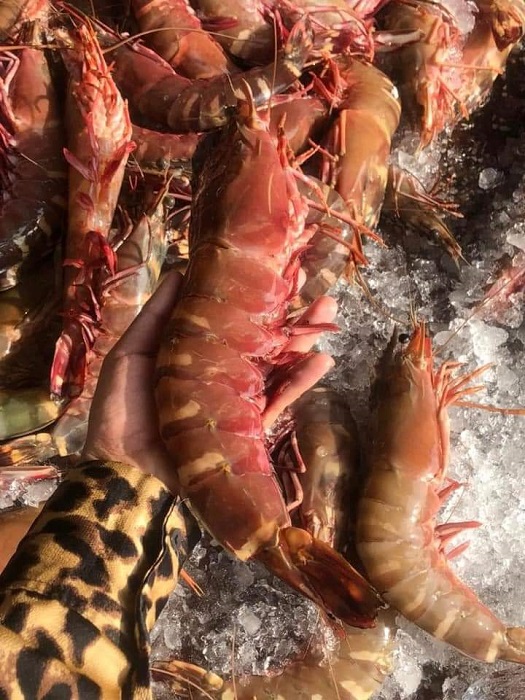 Tôm sú cụ siêu to khổng lồ” có giá đắt hơn tôm hùm được lùng mua-5