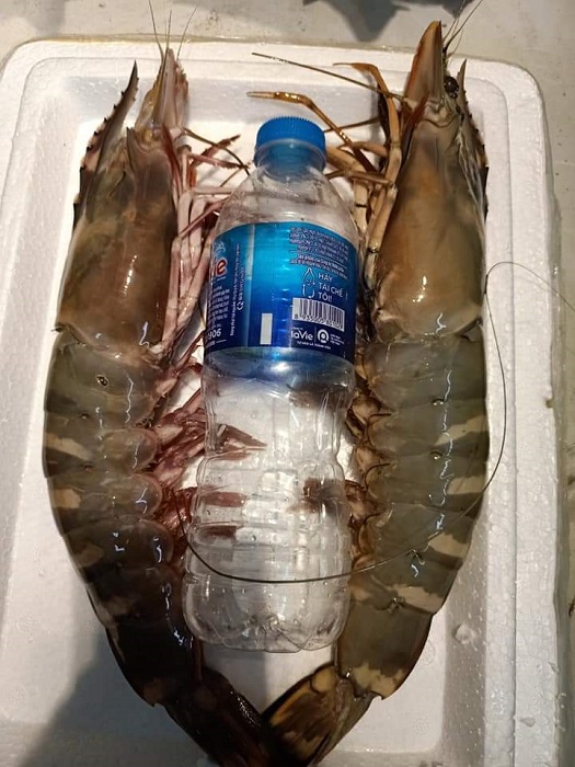 Tôm sú cụ siêu to khổng lồ” có giá đắt hơn tôm hùm được lùng mua-6