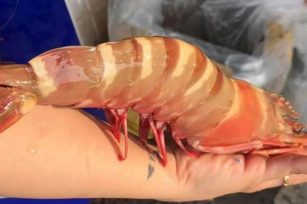 Bất ngờ tôm hùm rớt giá rẻ hơn tôm sú, bà nội trợ được dịp ăn sang”-4