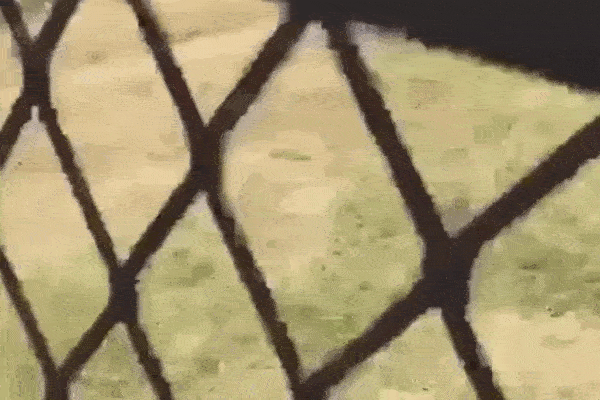 Clip: Báo sư tử lao ra vồ người đi bộ và cái kết đầy bất ngờ-1