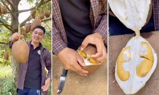 Xuất hiện loại sầu riêng lạ đời chưa từng thấy, vỏ trơn nhẵn không hề có gai gây tò mò-2