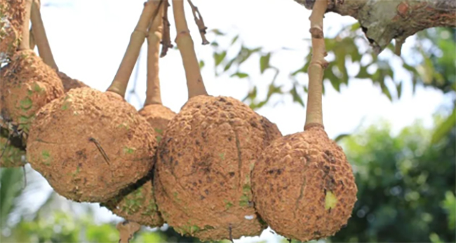 Xuất hiện loại sầu riêng lạ đời chưa từng thấy, vỏ trơn nhẵn không hề có gai gây tò mò-3