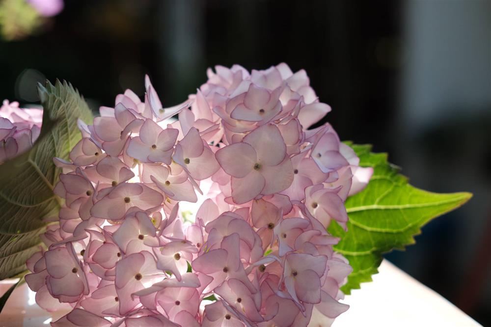 Cặp vợ chồng chi gần 200 triệu cải tạo sân vườn rộng 40m², nhìn vào thành quả mới thấy hoàn toàn đáng giá-13