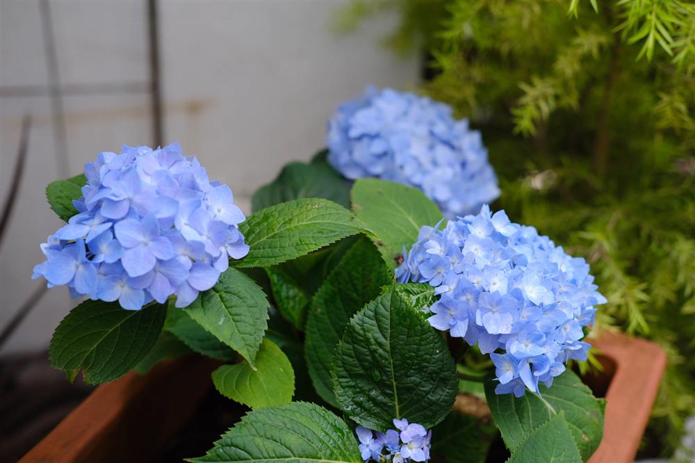 Cặp vợ chồng chi gần 200 triệu cải tạo sân vườn rộng 40m², nhìn vào thành quả mới thấy hoàn toàn đáng giá-14