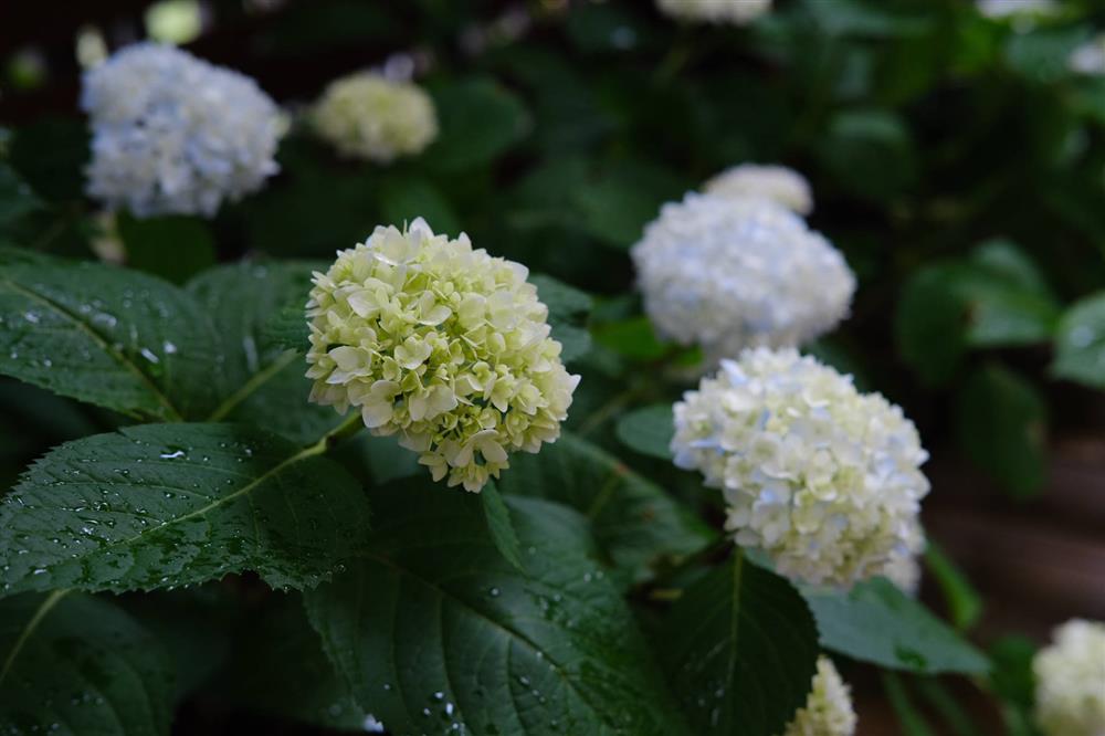 Cặp vợ chồng chi gần 200 triệu cải tạo sân vườn rộng 40m², nhìn vào thành quả mới thấy hoàn toàn đáng giá-15