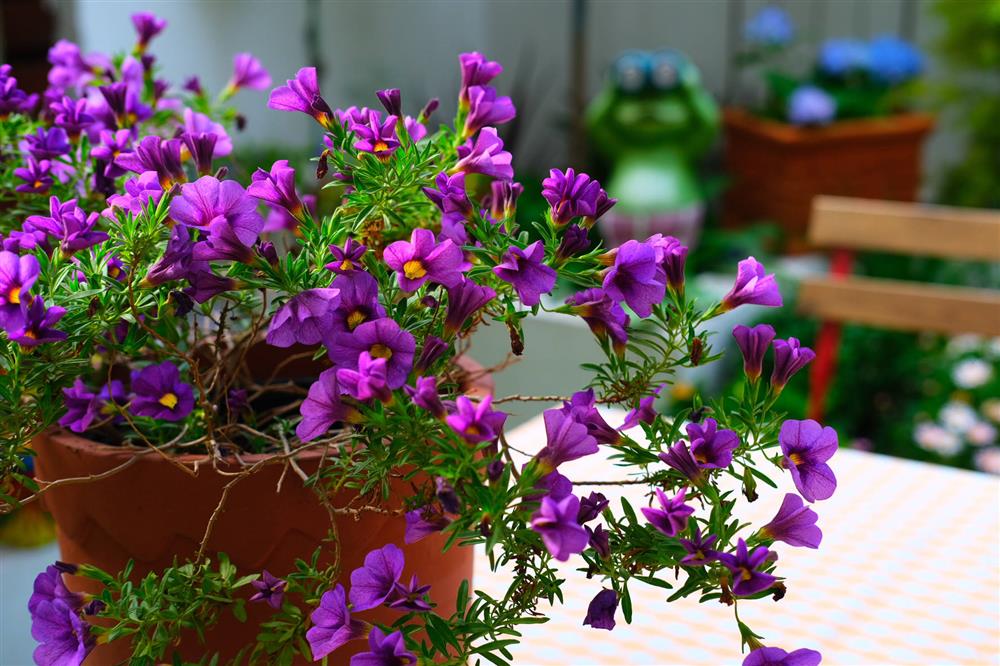 Cặp vợ chồng chi gần 200 triệu cải tạo sân vườn rộng 40m², nhìn vào thành quả mới thấy hoàn toàn đáng giá-16