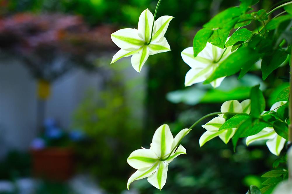 Cặp vợ chồng chi gần 200 triệu cải tạo sân vườn rộng 40m², nhìn vào thành quả mới thấy hoàn toàn đáng giá-17