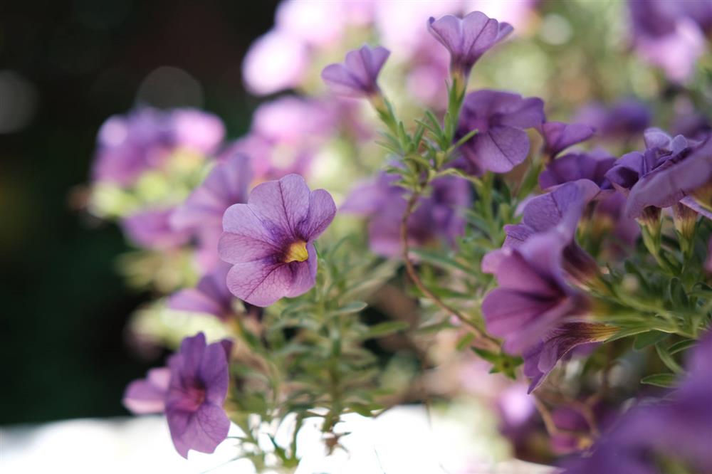 Cặp vợ chồng chi gần 200 triệu cải tạo sân vườn rộng 40m², nhìn vào thành quả mới thấy hoàn toàn đáng giá-18