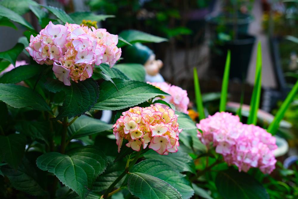 Cặp vợ chồng chi gần 200 triệu cải tạo sân vườn rộng 40m², nhìn vào thành quả mới thấy hoàn toàn đáng giá-19