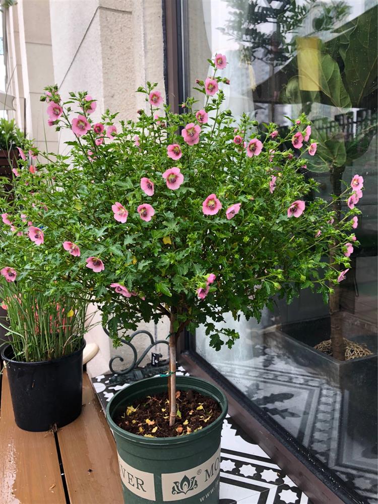 Cặp vợ chồng chi gần 200 triệu cải tạo sân vườn rộng 40m², nhìn vào thành quả mới thấy hoàn toàn đáng giá-23