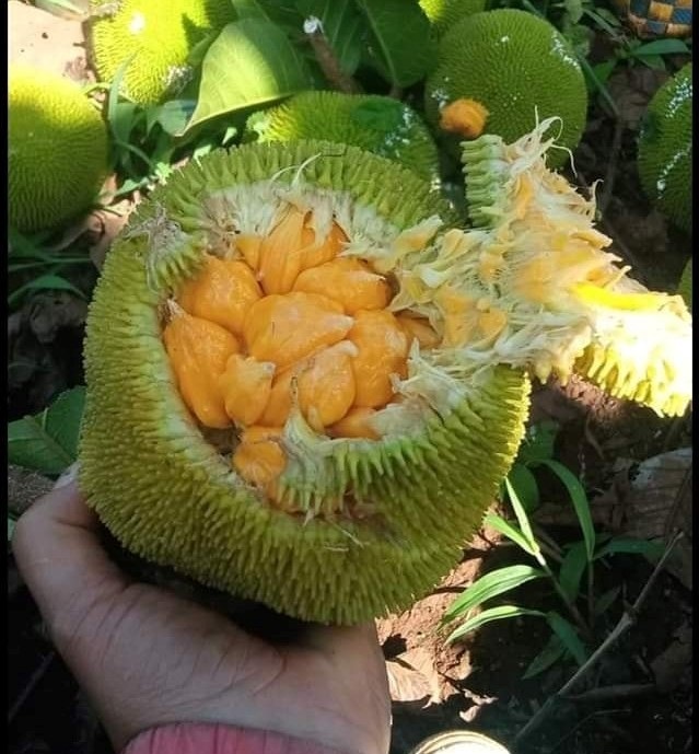 Bất ngờ xuất hiện loại mít lạ chỉ bé bằng nắm tay có giá cao gấp 5 lần mít Thái-1