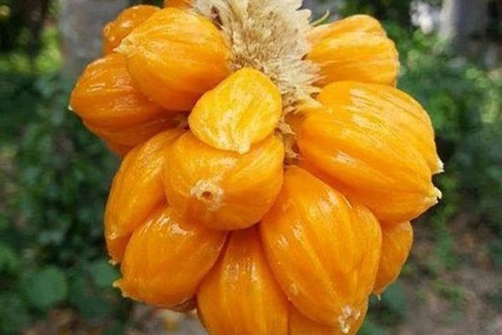 Bất ngờ xuất hiện loại mít lạ chỉ bé bằng nắm tay có giá cao gấp 5 lần mít Thái