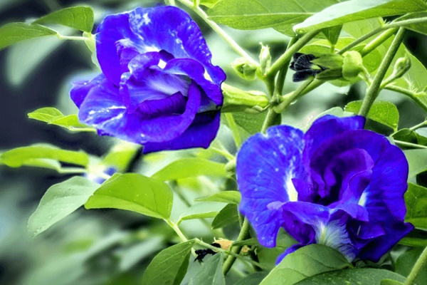 Hoa đậu biếc rất tốt cho sức khỏe nhưng đừng bao giờ pha theo 3 cách này kẻo hóa độc, hại sức khỏe-2