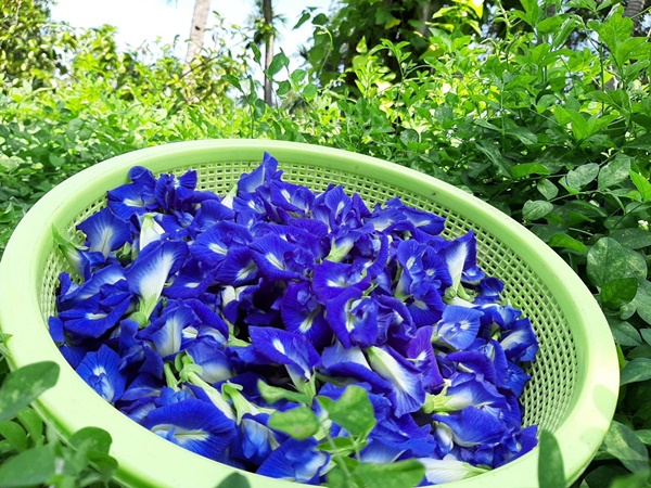 Hoa đậu biếc rất tốt cho sức khỏe nhưng đừng bao giờ pha theo 3 cách này kẻo hóa độc, hại sức khỏe-3