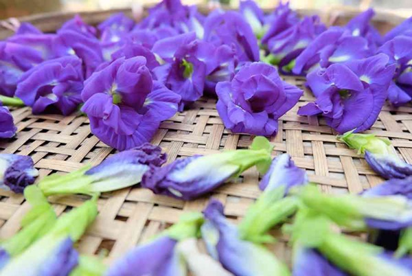 Hoa đậu biếc rất tốt cho sức khỏe nhưng đừng bao giờ pha theo 3 cách này kẻo hóa độc, hại sức khỏe-4