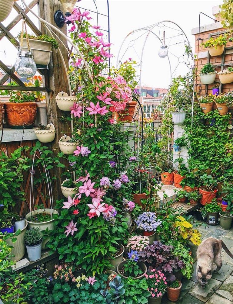 Khu vườn sân thượng nhỏ xíu, tuy diện tích có hạn nhưng sở hữu vô vàn các loài hoa-1