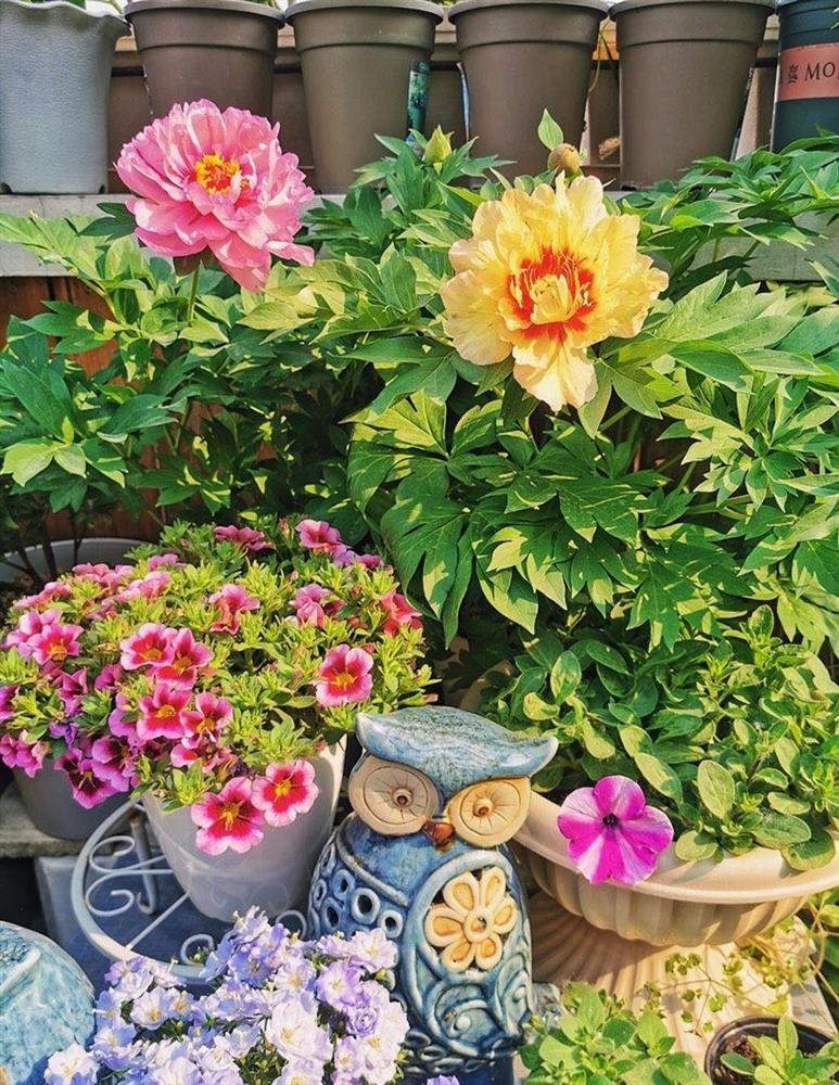 Khu vườn sân thượng nhỏ xíu, tuy diện tích có hạn nhưng sở hữu vô vàn các loài hoa-2
