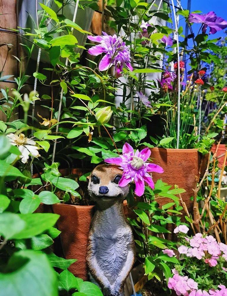 Khu vườn sân thượng nhỏ xíu, tuy diện tích có hạn nhưng sở hữu vô vàn các loài hoa-3