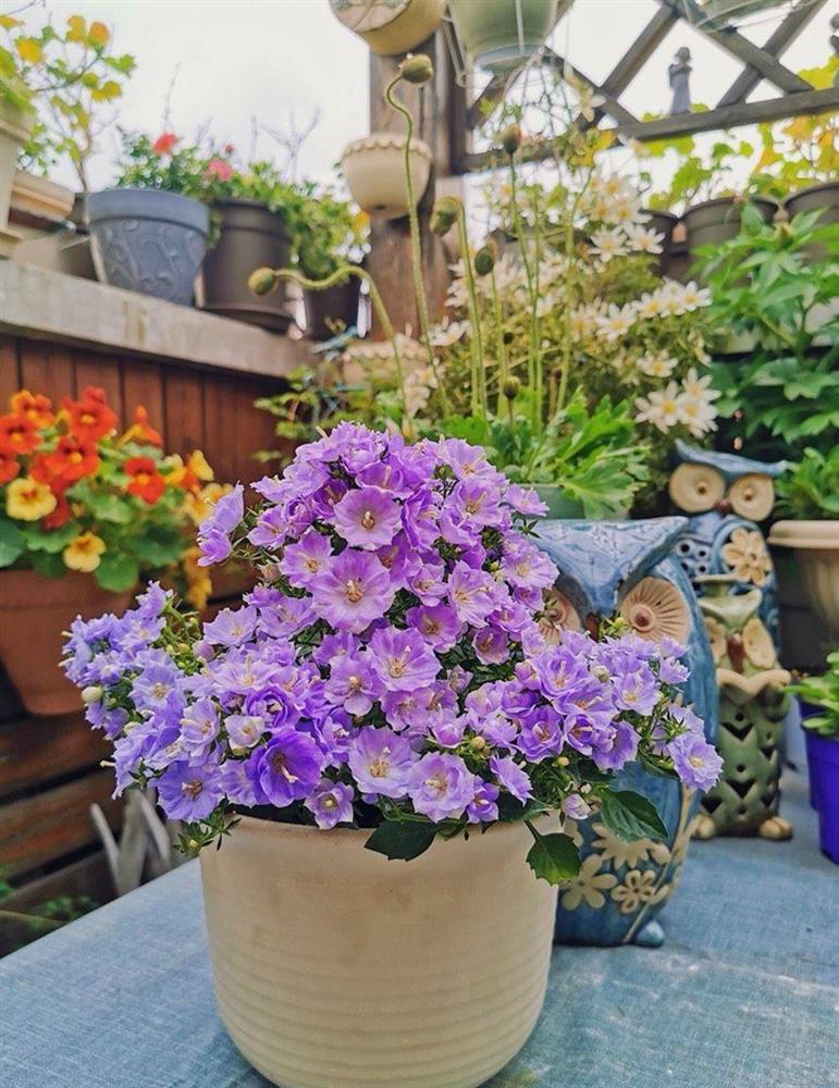 Khu vườn sân thượng nhỏ xíu, tuy diện tích có hạn nhưng sở hữu vô vàn các loài hoa-10